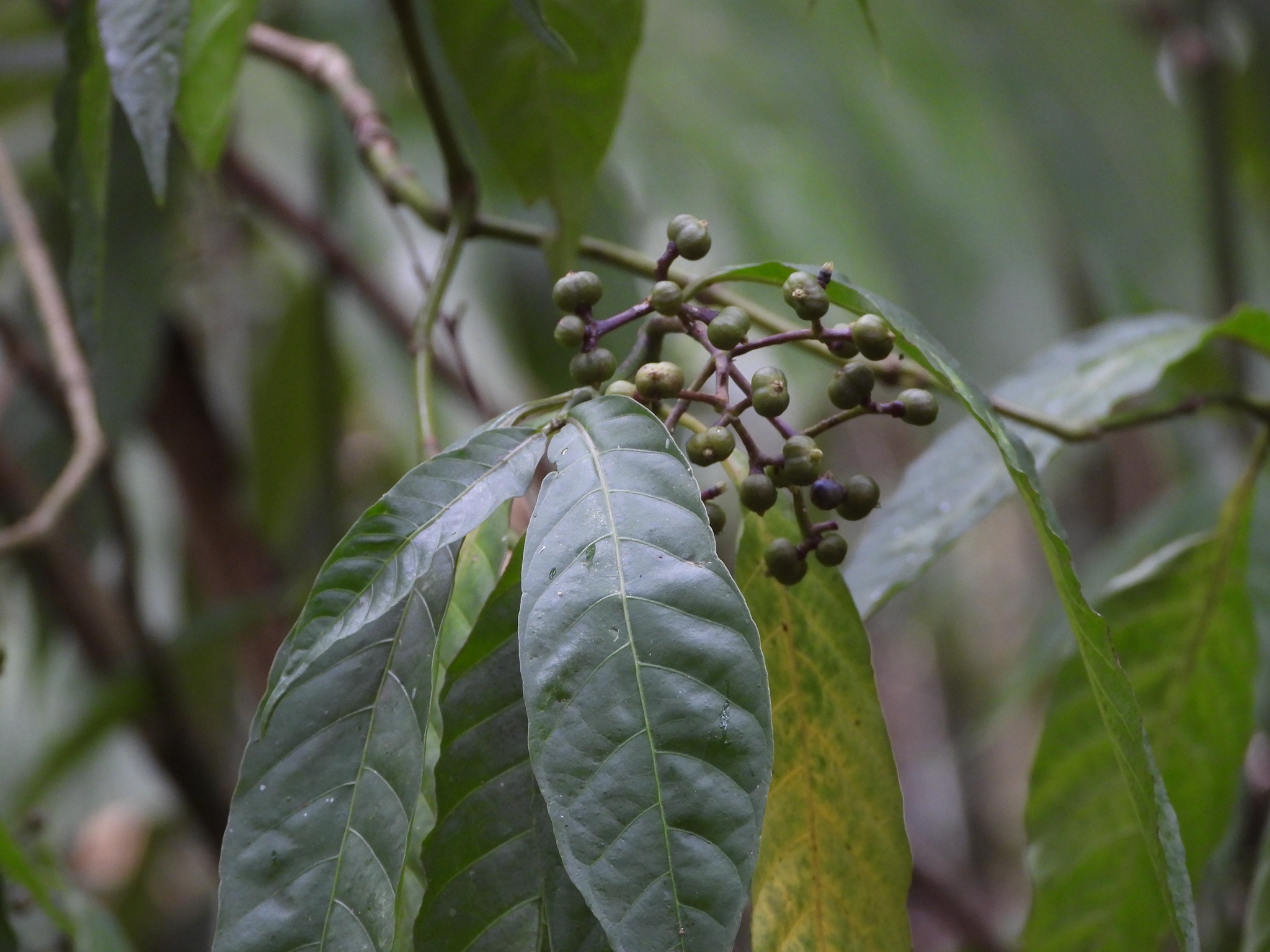 Imagem de Cedro
