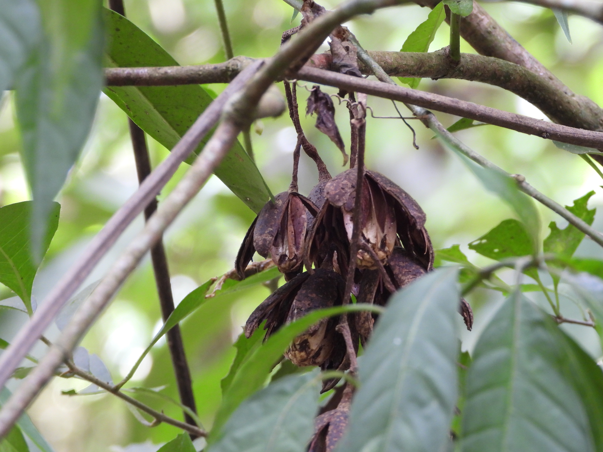 Imagem de Cedro