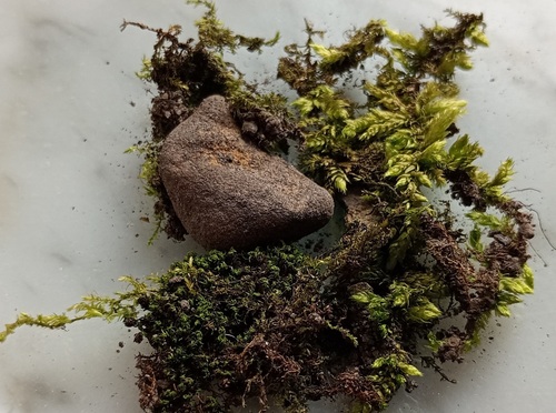 Representative image of Brachythecium rutabulum rutabulum