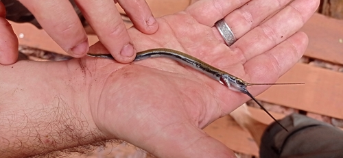 Freshwater needlefish (Potamorrhaphis guianensis) — Belonidae