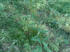 Solidago dahurica