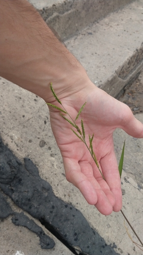 Eriochloa punctata observed 2025-01-18