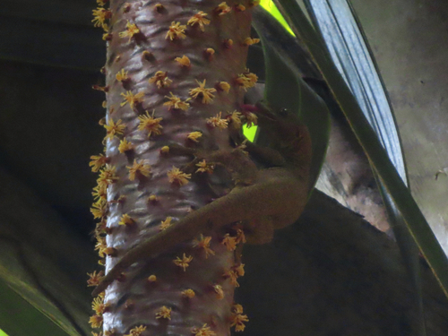 Yellow Gecko, Ailuronyx trachygaster