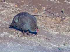 Numida meleagris mitratus