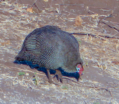 Numida meleagris mitratus