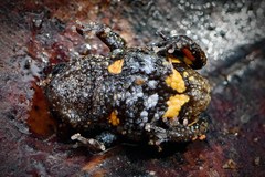 Nicholl's Toadlet photo 4