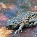 Nichollas Toadlet - Photo (c) Cheryl Macaulay, some rights reserved (CC BY-NC), uploaded by Cheryl Macaulay