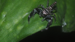 Bavia sexpunctata