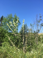 Melilotus albus image