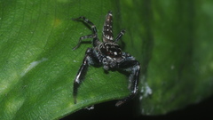 Bavia sexpunctata