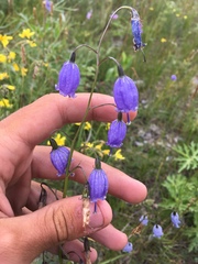 Adenophora stenanthina