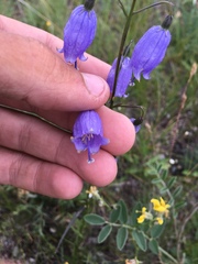 Adenophora stenanthina