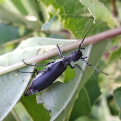 Epicauta curvicornis