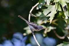 Polioptila caerulea caerulea