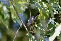 Polioptila caerulea caerulea