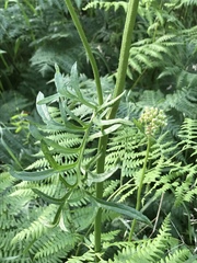 Psacalium decompositum