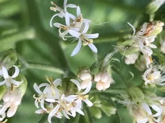 Psacalium decompositum