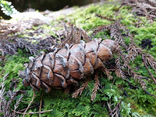 Image of Pinus morrisonicola by (c) Jason, some rights reserved (CC BY)