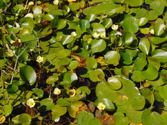 Hydrocleys nymphoides