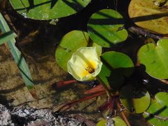 Hydrocleys nymphoides