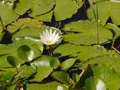 Nymphaea pulchella
