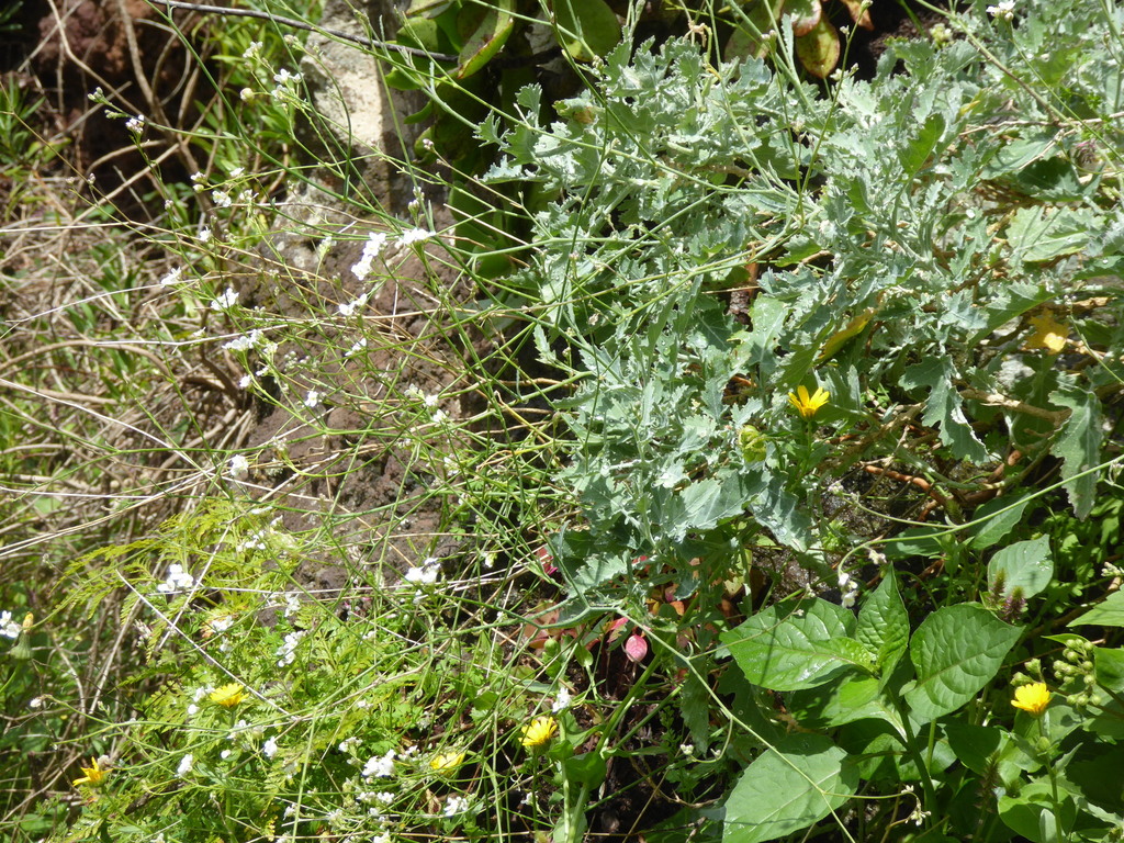 Crambe fruticosa; photograph (c) fmunoz, some rights reserved (CC BY)