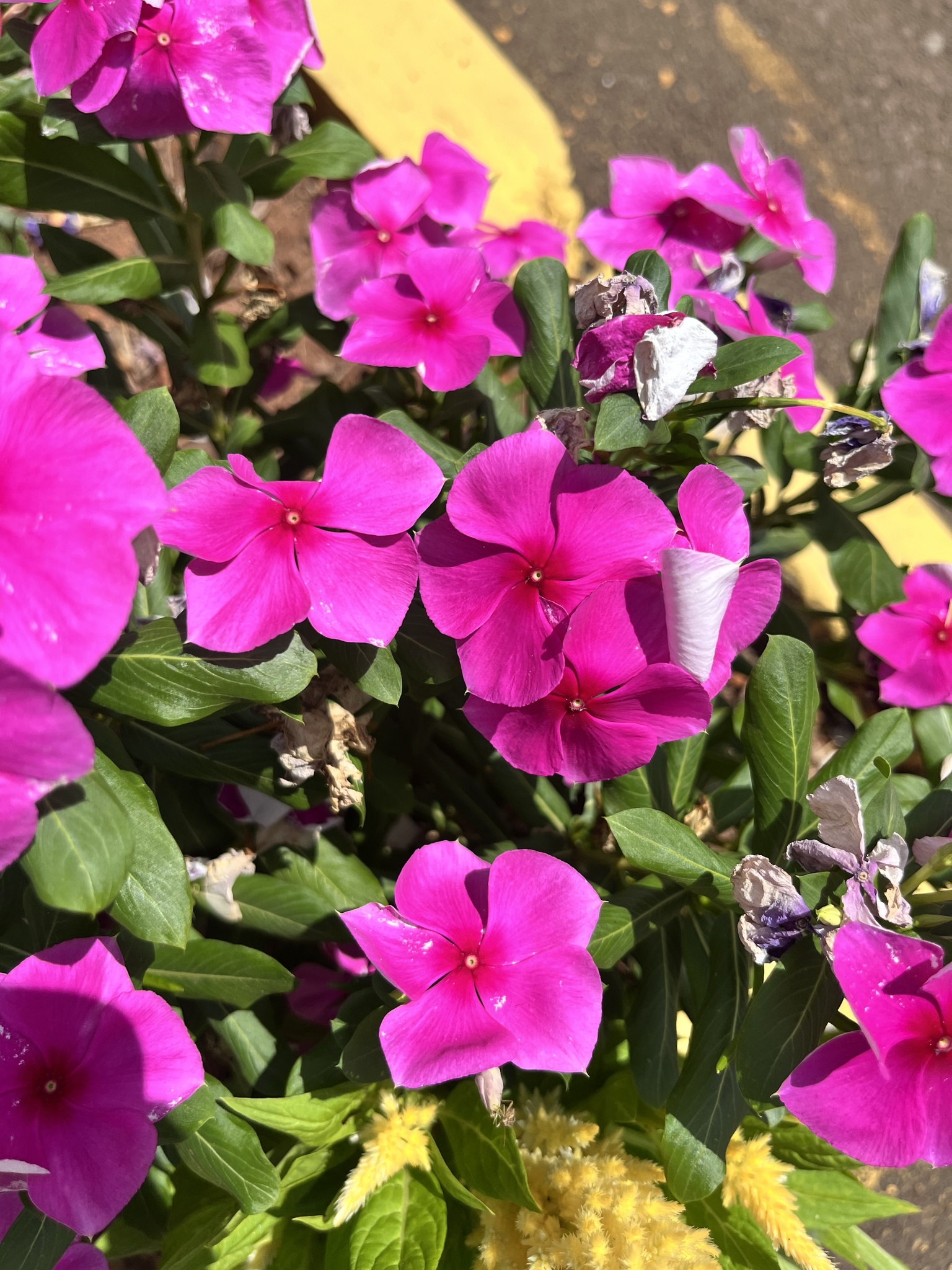 Catharanthus roseus