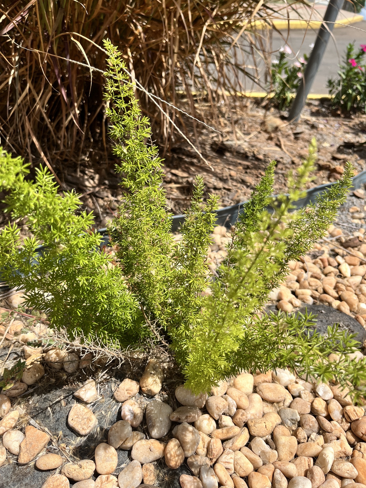Asparagus densiflorus
