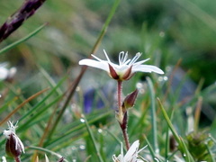 Minuartia recurva