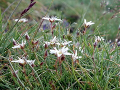 Minuartia recurva