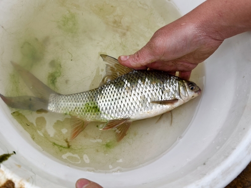 Chinese mud carp (Cirrhinus molitorella) — Cyprinidae — 2