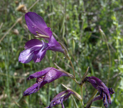 Gladiolus atroviolaceus