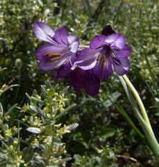 Gladiolus atroviolaceus