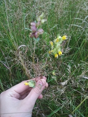 Rhinanthus serotinus aestivalis
