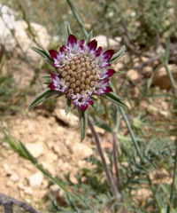 Pterocephalus brevis