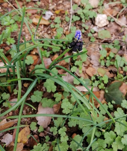 Muscari pulchellum, photograph 5