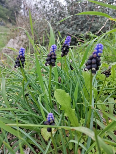 Muscari pulchellum, photograph 6