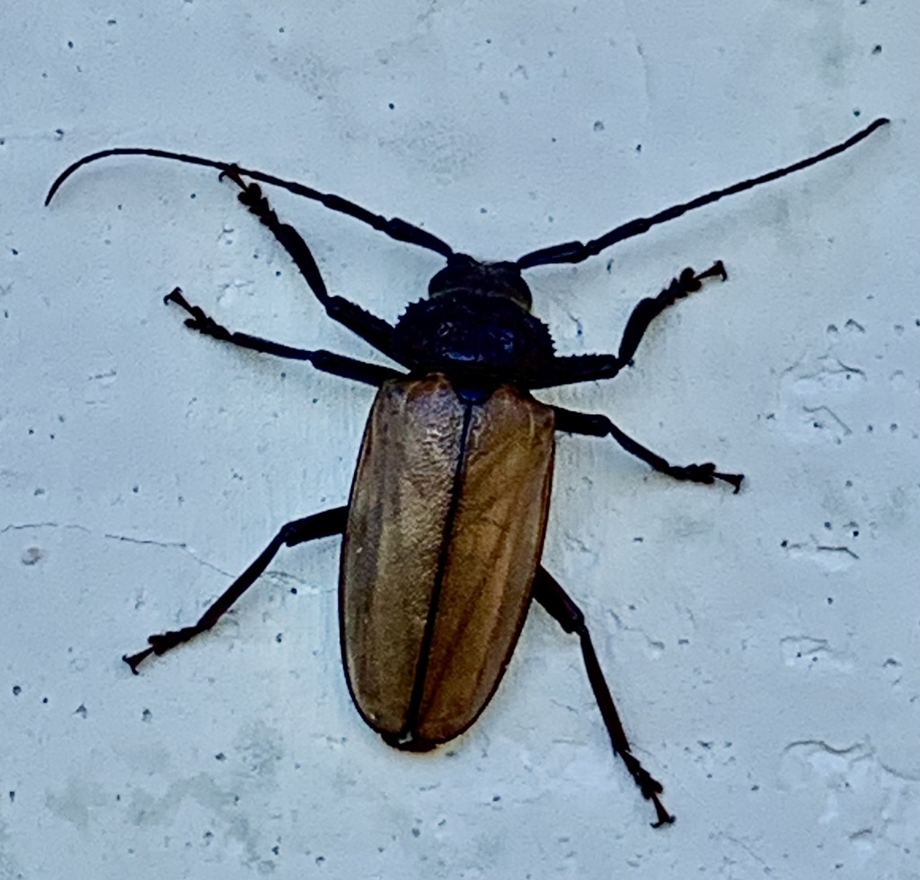 Agrianome colffsi