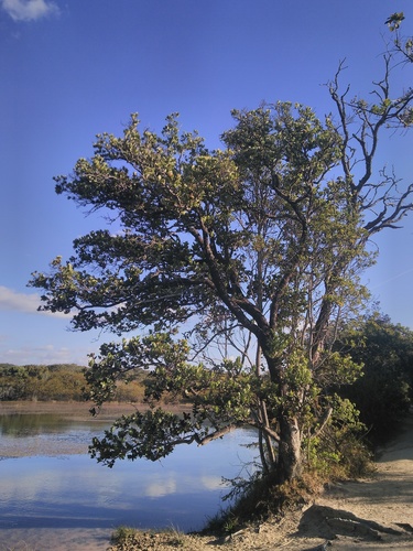 Syzygium cordatum image