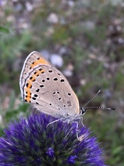 Lycaena violacea