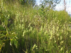 Rhinanthus serotinus aestivalis