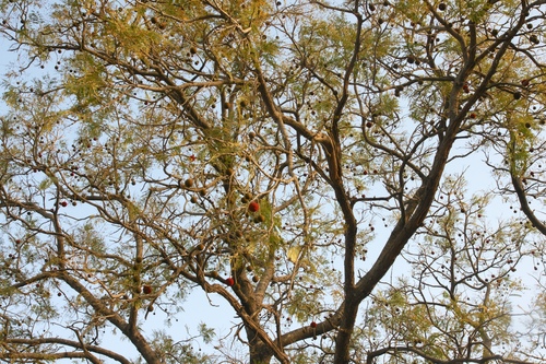 Image of Parkia biglobosa by (c) martin ingemansson, some rights reserved (CC BY)
