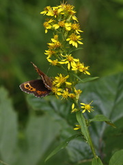 Solidago cuprea