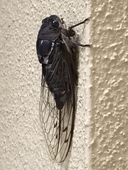 Megatibicen resonans