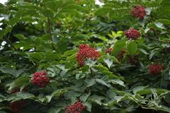 Sambucus kamtschatica