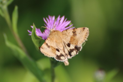 Liucerninis Saulinukas nuotrauka