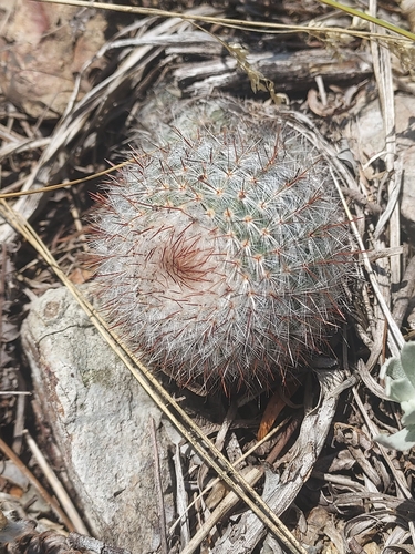 Image of Parodia scopa by (c) Roderick Cameron, some rights reserved (CC BY)