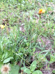 Scorzoneroides autumnalis