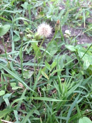 Scorzoneroides autumnalis