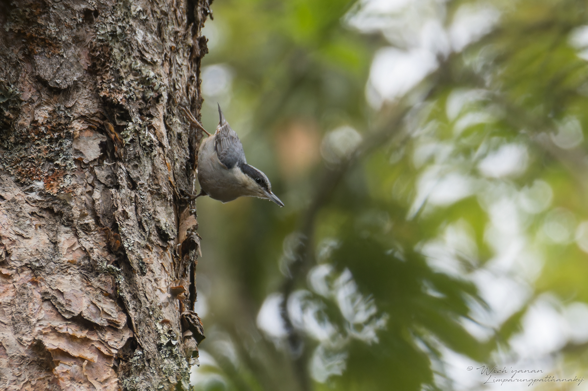 Giant Nuthatch